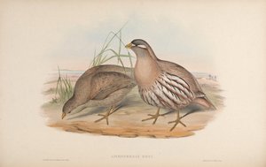 Ammoperdix Heyi by John Gould